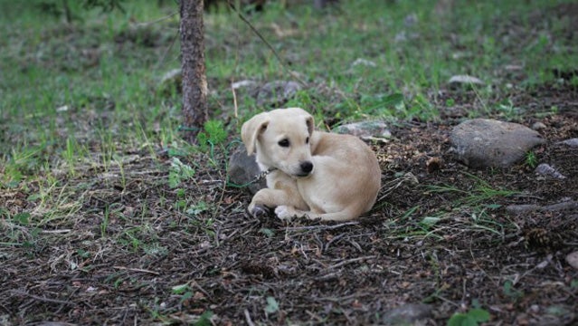 Cooper ties out quietly while camping.