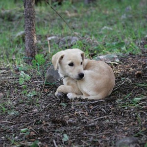 Cooper ties out quietly while camping.