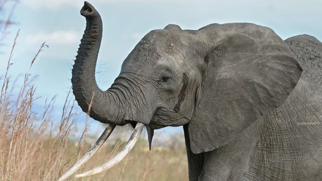 Safaricom 2013 kenya elephants tusk safari