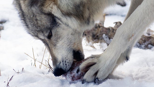 Lunchtime at the Grizzly and Wolf Discovery Center at West Yellowstone, Montana.