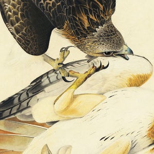 John James Audubon Audubon society nature America New York Historical society hawks rabbit The Birds of America