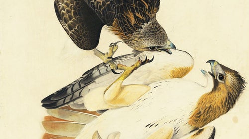 John James Audubon Audubon society nature America New York Historical society hawks rabbit The Birds of America