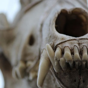 chupacabra monster Minnesota Katie heaney Madelyne Tolentino coyote mange animal