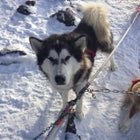 dogsled Minnesota Katie Heaney Ely Iditarod Wintergreen Dogsled Lodge