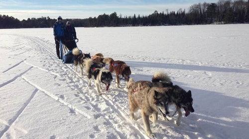 dogsled Minnesota Katie Heaney Ely Iditarod Wintergreen Dogsled Lodge