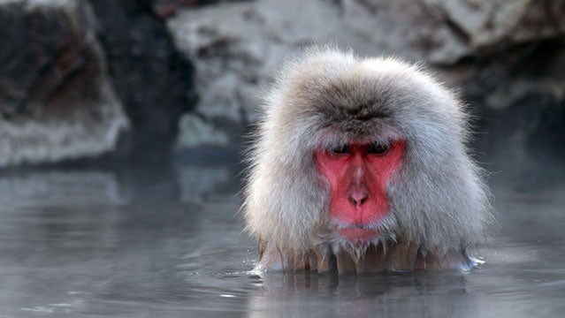 hot springs japan monkey macaque snow monkey spa outside travel awards