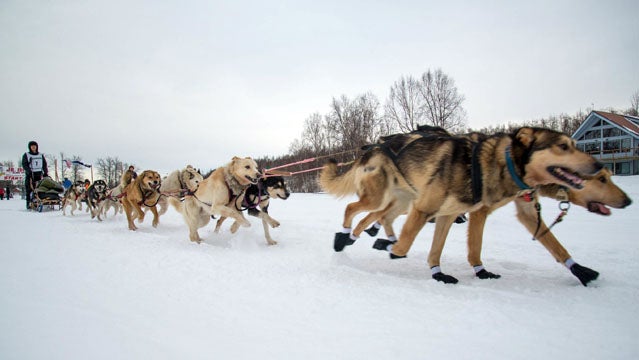 Racing the Junior Iditarod