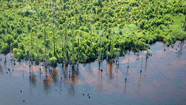 The Alligator river's swollen banks.