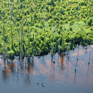 The Alligator river's swollen banks.
