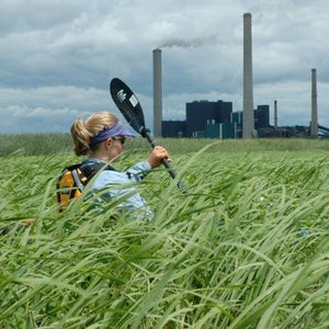Danielle Katz navigating Mississippi River grass.