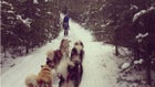 dogsled Minnesota Katie Heaney Ely Iditarod Wintergreen Dogsled Lodge Superior Forest