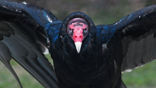 Despite appearance, turkey vultures have a purpose, too