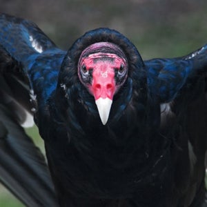 turkey vulture Shelby North Carolina federal law North Carolina State poop