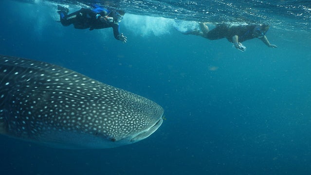 WATCH: Florida boat party visited by whale shark