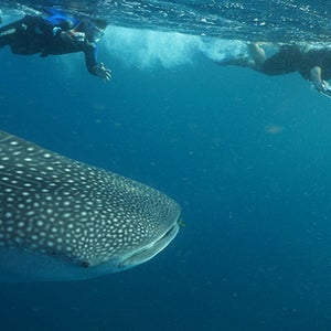Swimming with whale sharks.