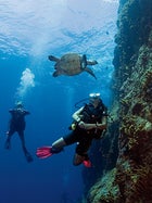 A hawksbill off Saba