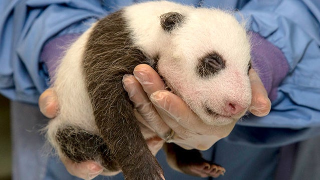 san diego zoo baby panda pandas cute animals