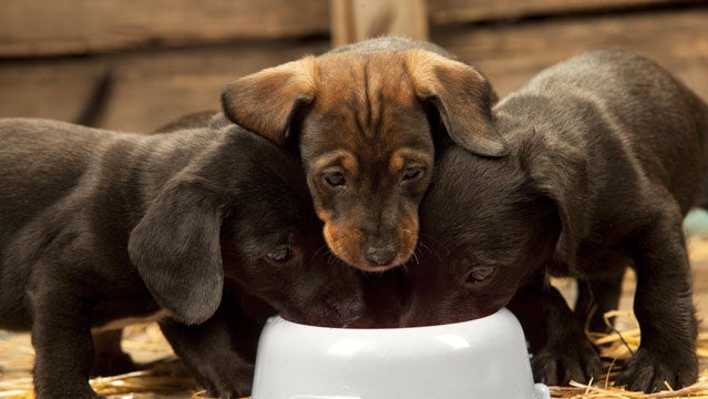 what to feed mastiff