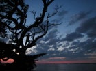 Daniel catches the sunset on an oak tree in North Carolina.