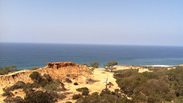 torrey pines state natural reserve madness is engulfing me beaches trees water san diego zoo san diego travel vacation