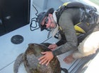 Daniel takes part in a turtle rescue.