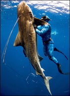 Tiger Shark