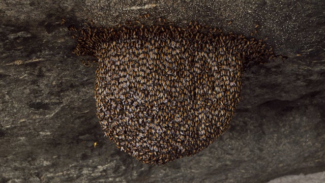 bees bee hive cluster attacks death