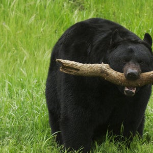 black bear attack azougar
