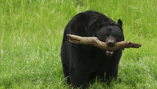 black bear attack azougar