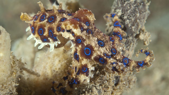 blur ringed octopus sea food death