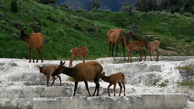 Elk.