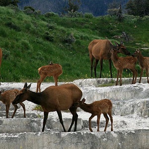 Elk.