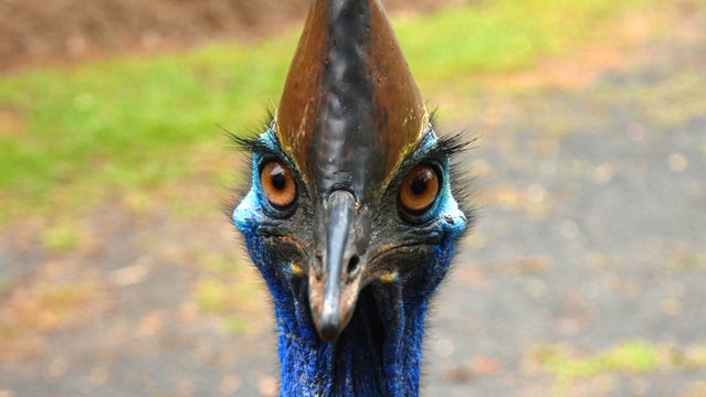 cassowary kill kick death claw australia