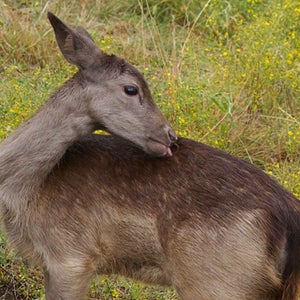 hunting cleaning a deer carcass eating game deer meat
