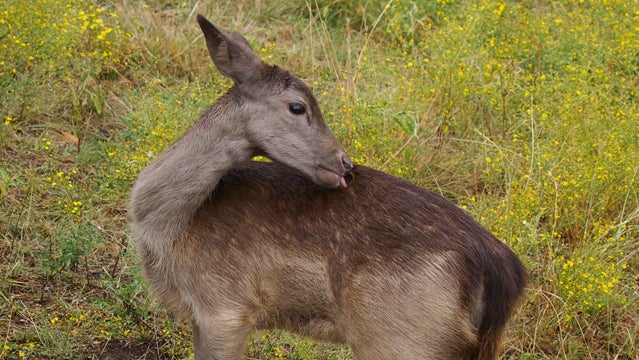 How to Clean a Deer