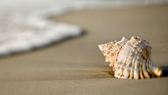 conch shell dangerous deaths