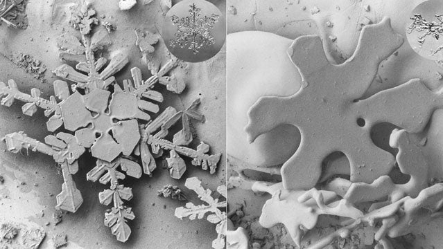 A freshly fallen snow crystal has numerous facets to reflect sunlight (see above, left). Warming causes the grains to round at the edges and clump together (see above, right).