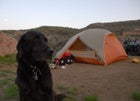 The family dog, Hayduke.