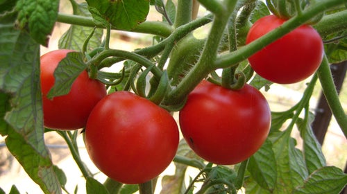 produce preserve last tomatos