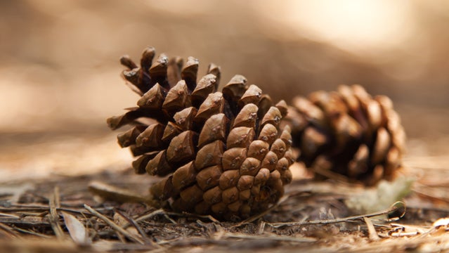 pine cone death