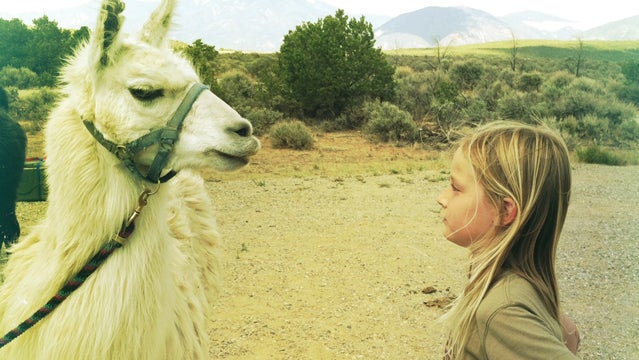 sierra club our wild west hiking camping llamas