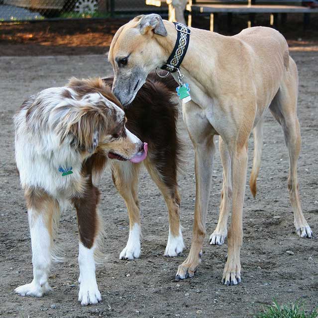 Rule the Dog Park