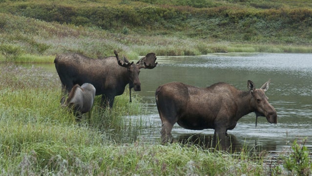 denali national park wildlife alaska moose family road trip