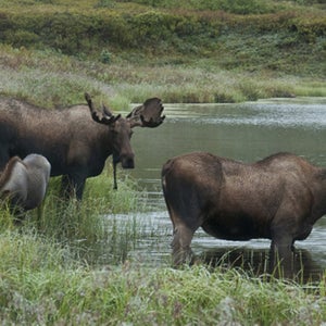 denali national park wildlife alaska moose family road trip