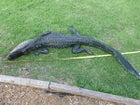 The alligator that bit Joey Welch, after it was put down.