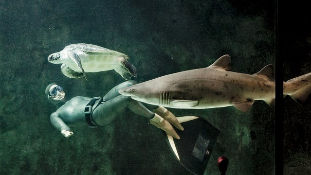 animal diver g+ shark water more oxygen free diving breathing exercises training