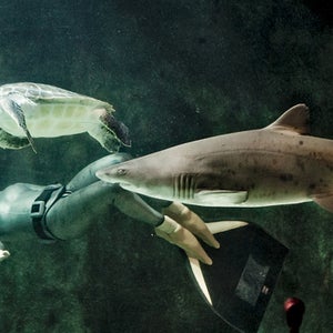 animal diver g+ shark water more oxygen free diving breathing exercises training