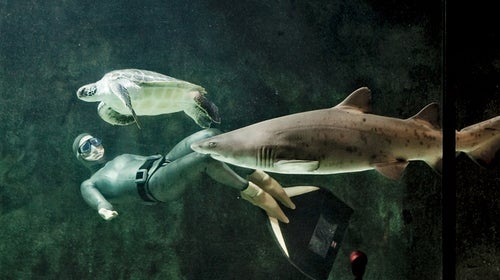 animal diver g+ shark water more oxygen free diving breathing exercises training