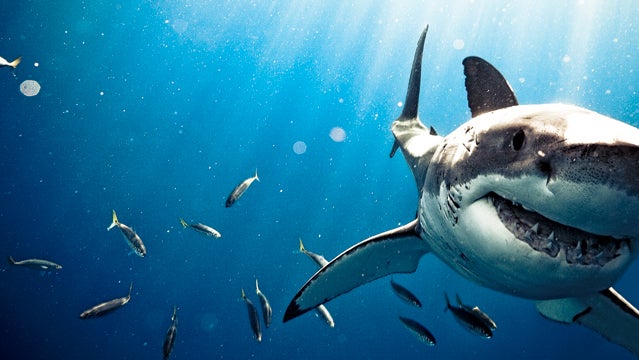 great white shark wallpaper hd