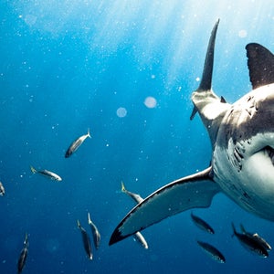 great whites jaws cape cod return